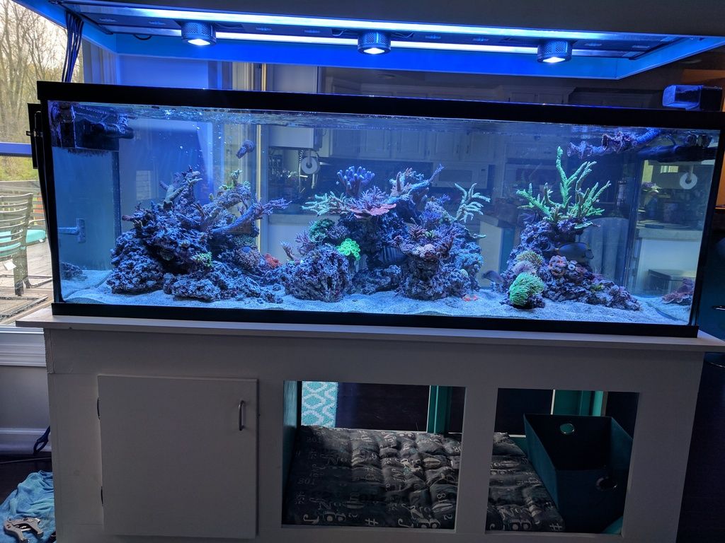 slim overflow shootout reef