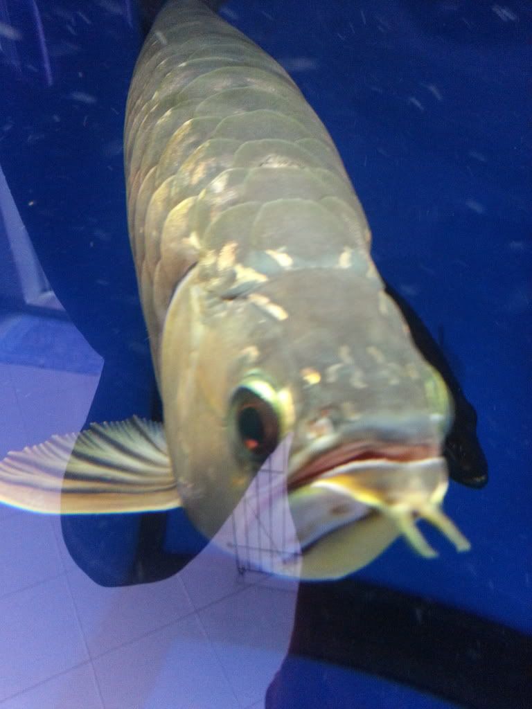 Red Arowana what wrong wit my aro sacle? High-back Arowana ASIAN AROWANA,AROWANA,STINGRAY The1sheet Red Arowana what wrong wit my aro sacle? High-back Arowana ASIAN AROWANA,AROWANA,STINGRAY The1sheet