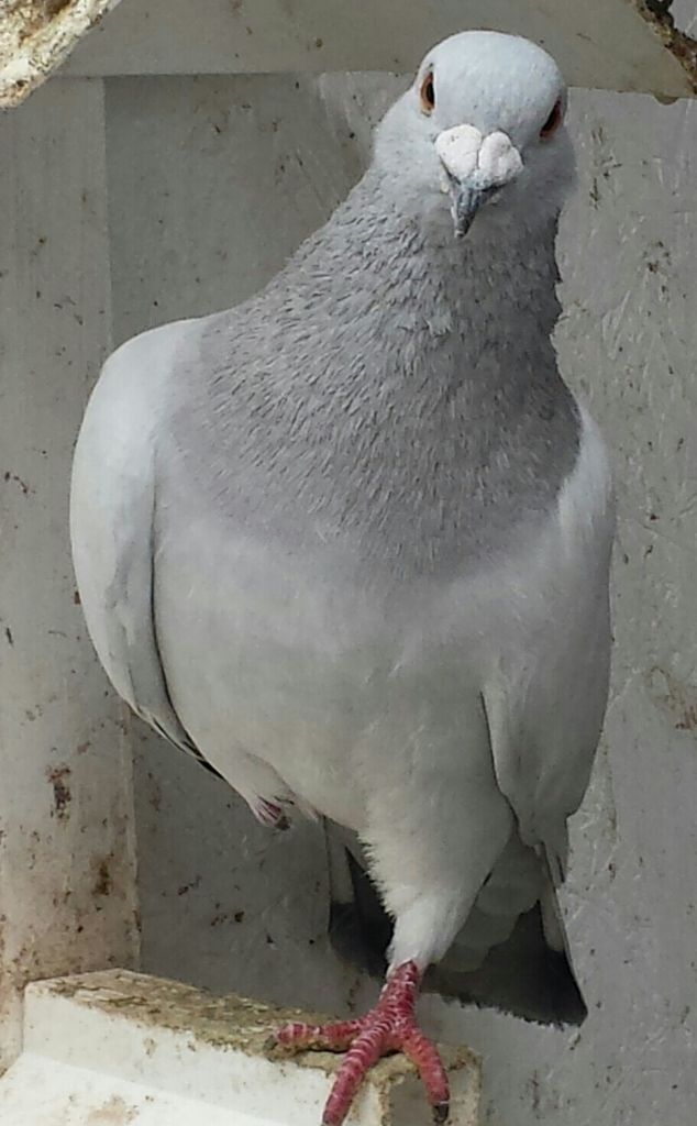 pigeon chat sites The pigeon chat forum should be called pigeon basics 2 lol no forum will ever beet this one. pigeon chat sites The pigeon chat forum should be called pigeon basics 2 lol no forum will ever beet this one.