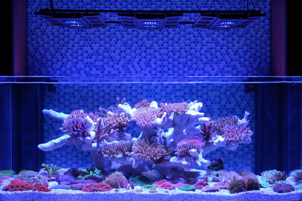 maxspect razor 1st impression
