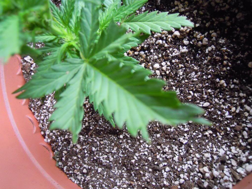 Blackjack marihuana exterior