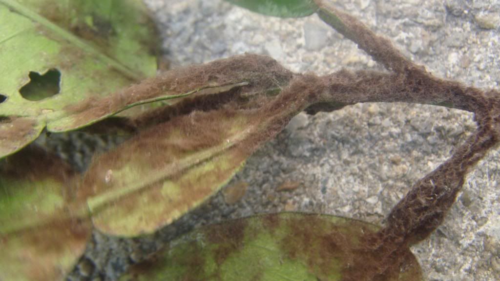 Cây bưởi bị bệnh gì?