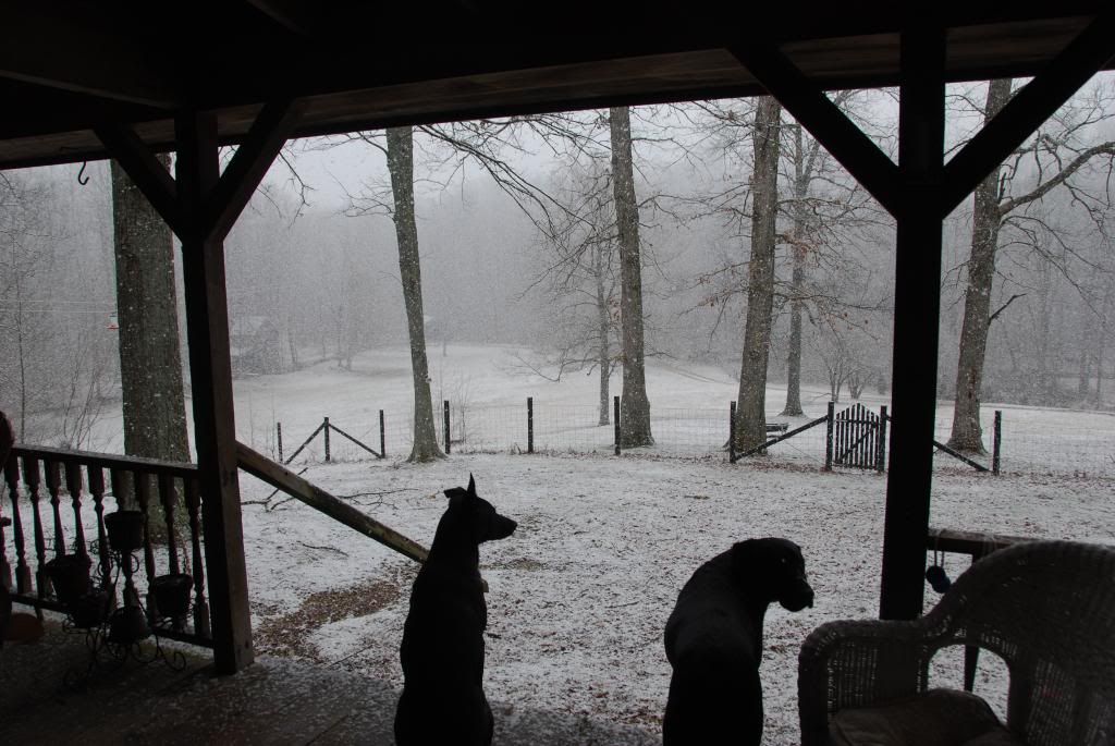 Best Homestead Dog? - Homesteading Questions