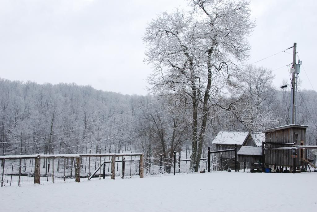 Homestead Pictures Thread.. - Homesteading Questions