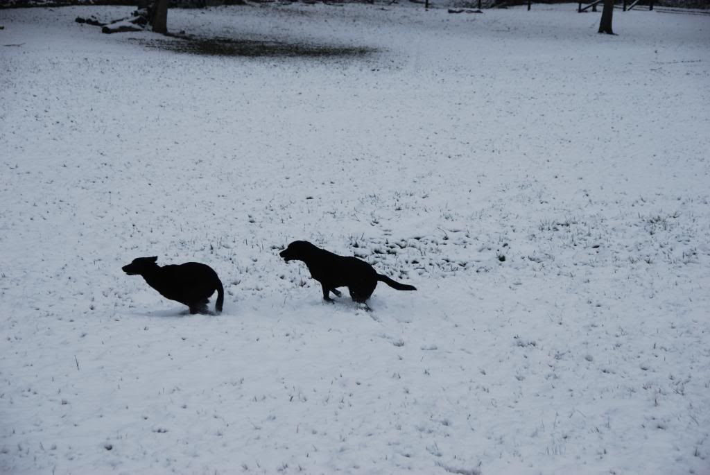 Homestead Pictures Thread.. - Homesteading Questions