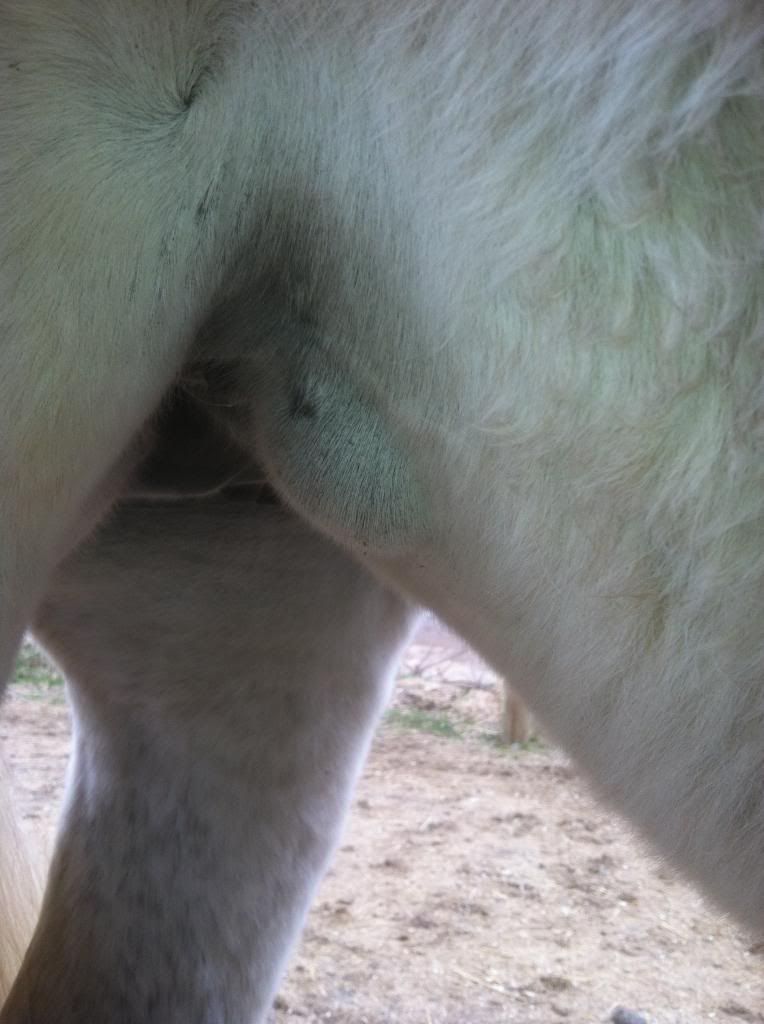 One side of sheath majorly swollen! The Horse Forum