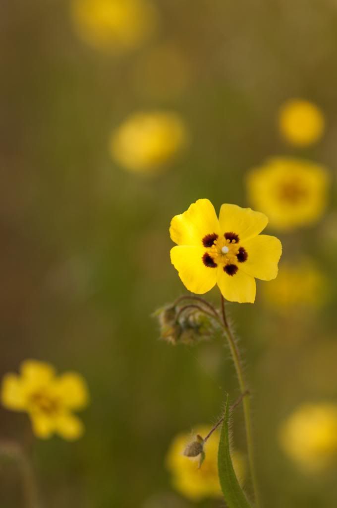 floramarilla3d_zps03498e82.jpg