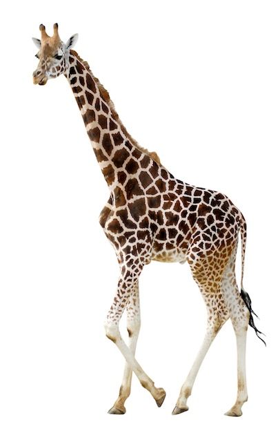 anatomy_giraffe_624_zpscqu24pbu.jpg