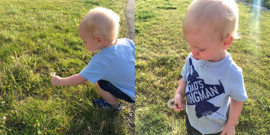 Picking Dandelions