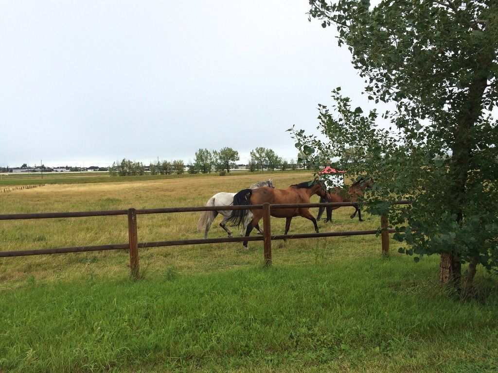 Spruce Meadows Horses