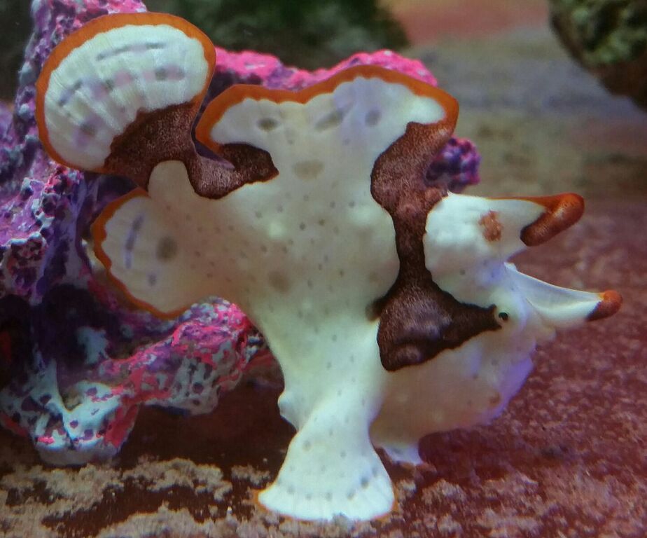 Just What You've Always Wanted! And A Whole lot More!! 3wl1lZbfVF8loHG7zA3gxJJ 7LuY1ZHnyvrD7tSinw zps3gzpjevw - Just What You've Always Wanted! And A Whole lot More!!