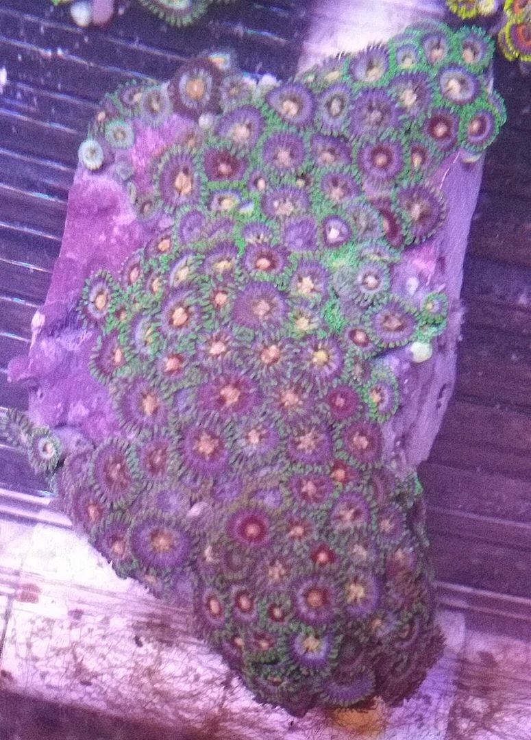  82tL nU4LQoi5d5Y098ITXhboV7747y8sMlxcHuvgg zpsftzmohxg - Christmas Colors For Your Reef! 200 New Zoa Colonies + More!!!