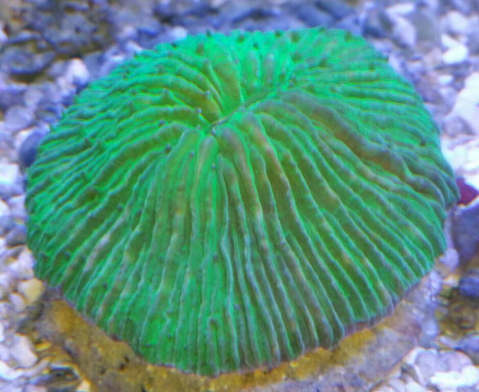  EyJy6G7SueEPIEk1i mB KswBhfbmDIRY2t69DE3Kk zpsy3d6czvs - Killer Corals From Tropicorium!5/15