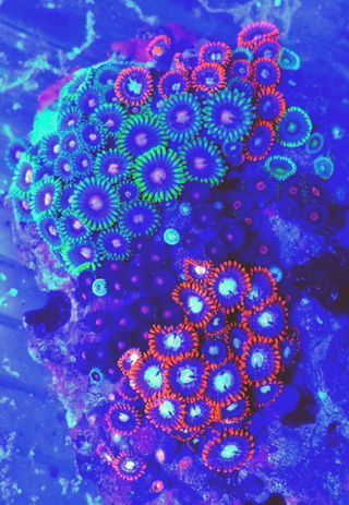 0U8BvzCIYwW2a0V 9SCxM9VFf0XNtvc6RPBt8TH7Ytc zpsnbjpvp8t - Colorful Coral Pics W/Prices! Only From Tropicorium!