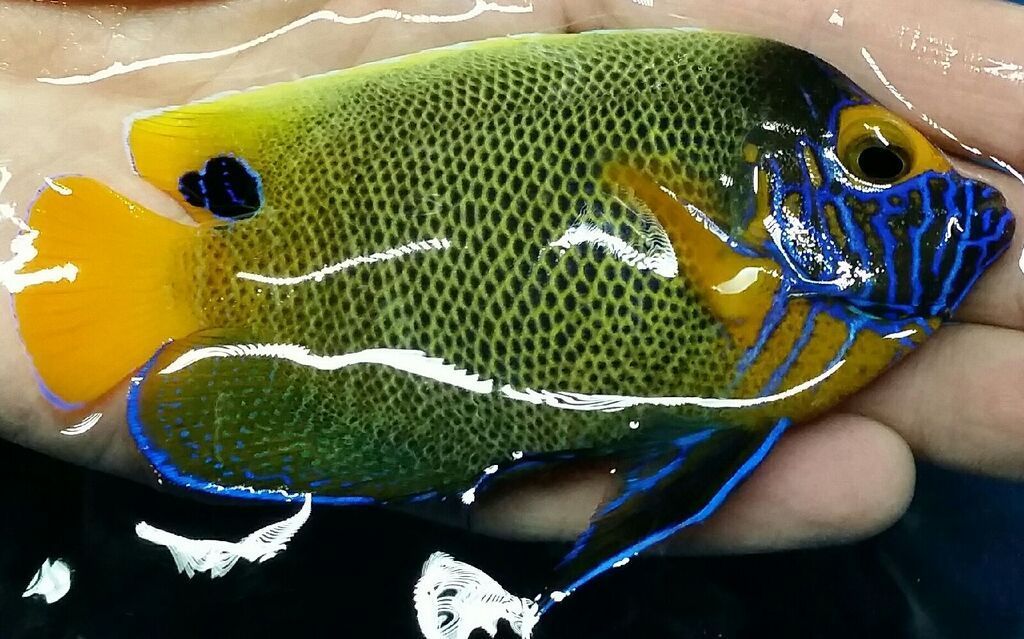 Just What You've Always Wanted! And A Whole lot More!! 180SAyXpA3LlFgq9nuERCZroXy2olgYLHDcHnFxPRSA zpsuchebbu2 - Just What You've Always Wanted! And A Whole lot More!!