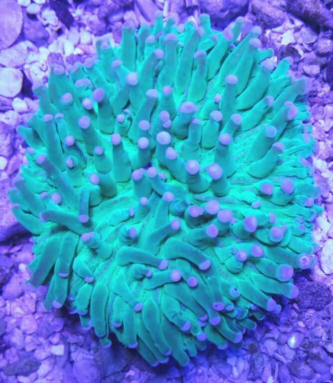 1V2 FR3XA yW7wk6LFThQrt7Dua2cds5zSdOGPEJywM zpslut5pxic - Killer Corals Cheap/ $14.99 Cleaner Shrimp! Pics/Prices!