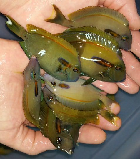 Untouchable Prices and Quality Only @Tropicorium!!!12/6 2014 12 05095945 zps691303ac - Untouchable Prices and Quality Only @Tropicorium!!!12/6