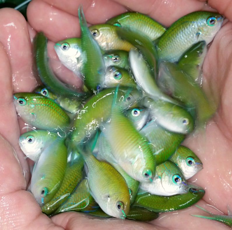 Untouchable Prices and Quality Only @Tropicorium!!!12/6 2014 12 05101224 zps4002c24f - Untouchable Prices and Quality Only @Tropicorium!!!12/6