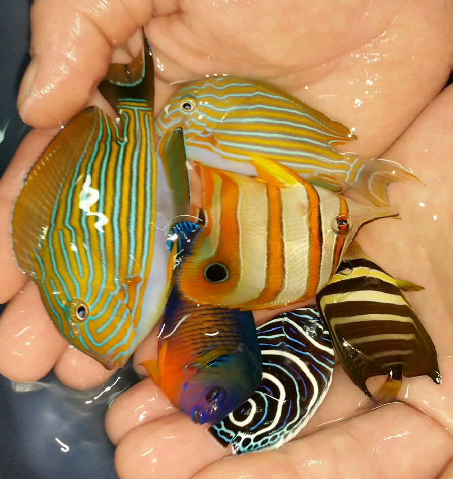 Untouchable Prices and Quality Only @Tropicorium!!!12/6 2014 12 05102825 zps85402f6c - Untouchable Prices and Quality Only @Tropicorium!!!12/6