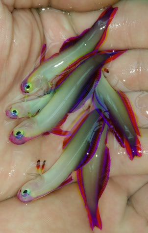 Untouchable Prices and Quality Only @Tropicorium!!!12/6 2014 12 05110019 zps128498a9 - Untouchable Prices and Quality Only @Tropicorium!!!12/6