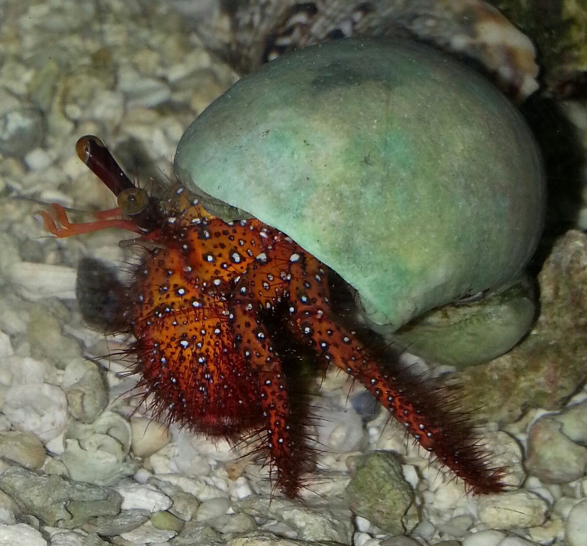 Cleaner Shrimp for $9.99 And A Whole Lot More!!!2/20 20141024 120156 1 zpsu2j8slzj - Cleaner Shrimp for $9.99 And A Whole Lot More!!!2/20