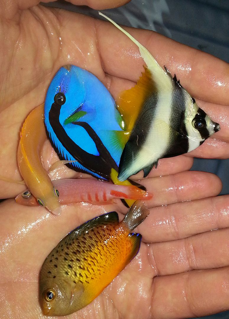 20141114 093525 1 zpsbf0gzelp - What!!?? Another Super Sale @ Trop!!!11/14 This weekend only!