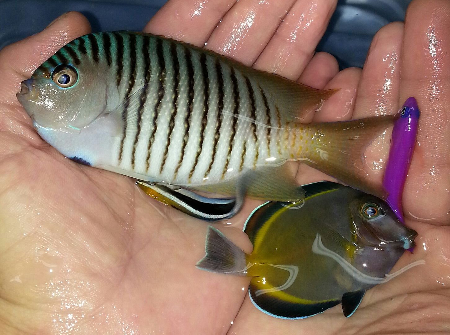 20141114 094022 1 zpszc2ypbnp - What!!?? Another Super Sale @ Trop!!!11/14 This weekend only!