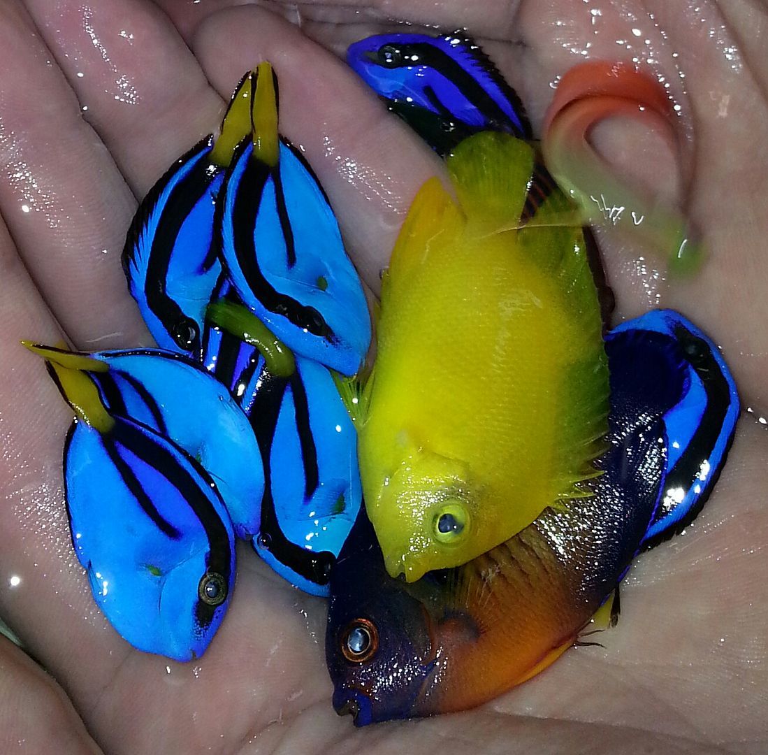 20141114 101153 1 zpsqspkqvab - What!!?? Another Super Sale @ Trop!!!11/14 This weekend only!