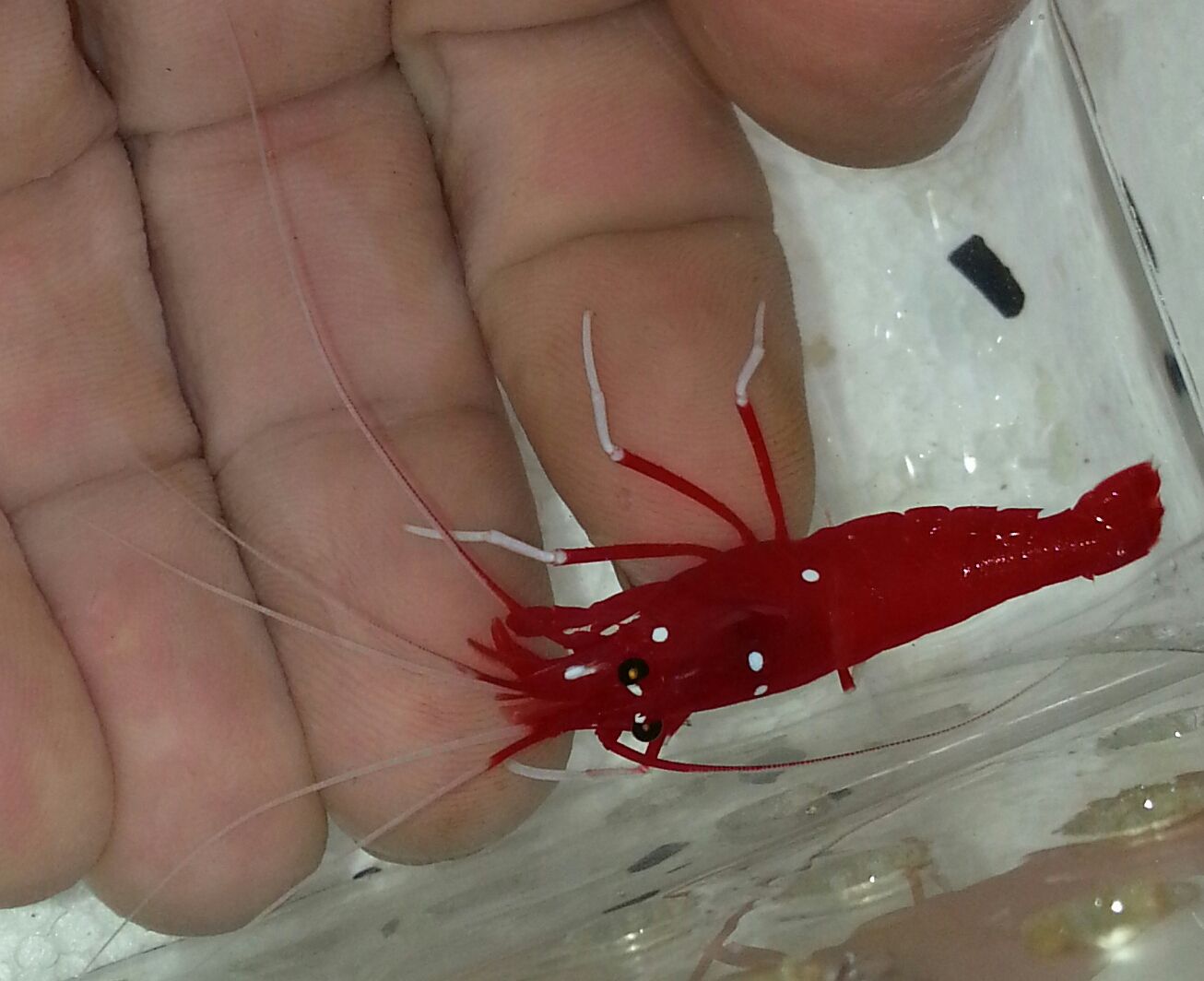 20141114 101439 1 zpsjurk0w0o - What!!?? Another Super Sale @ Trop!!!11/14 This weekend only!