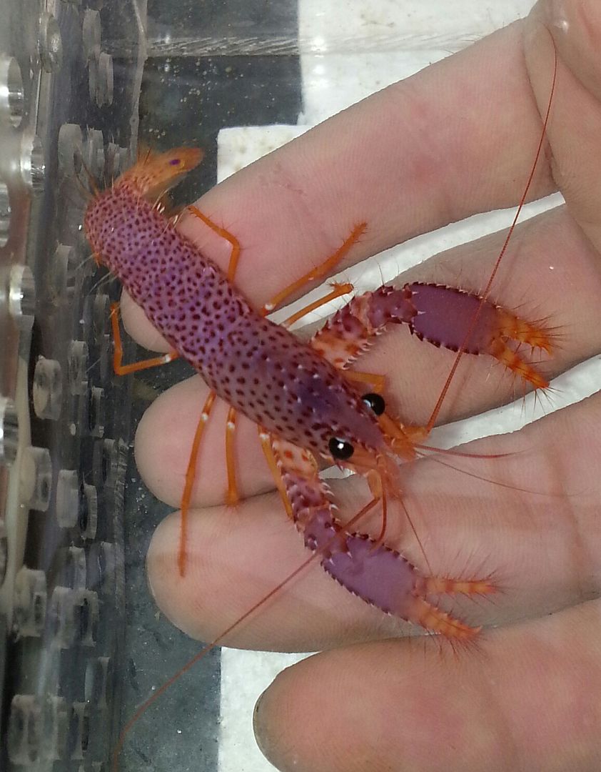 20141114 101458 1 zpsptz9svby - What!!?? Another Super Sale @ Trop!!!11/14 This weekend only!