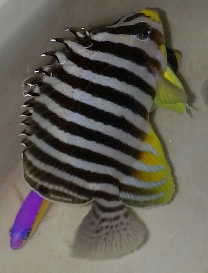 20141114 104638 1 1 zpsja2cbzaq - What!!?? Another Super Sale @ Trop!!!11/14 This weekend only!