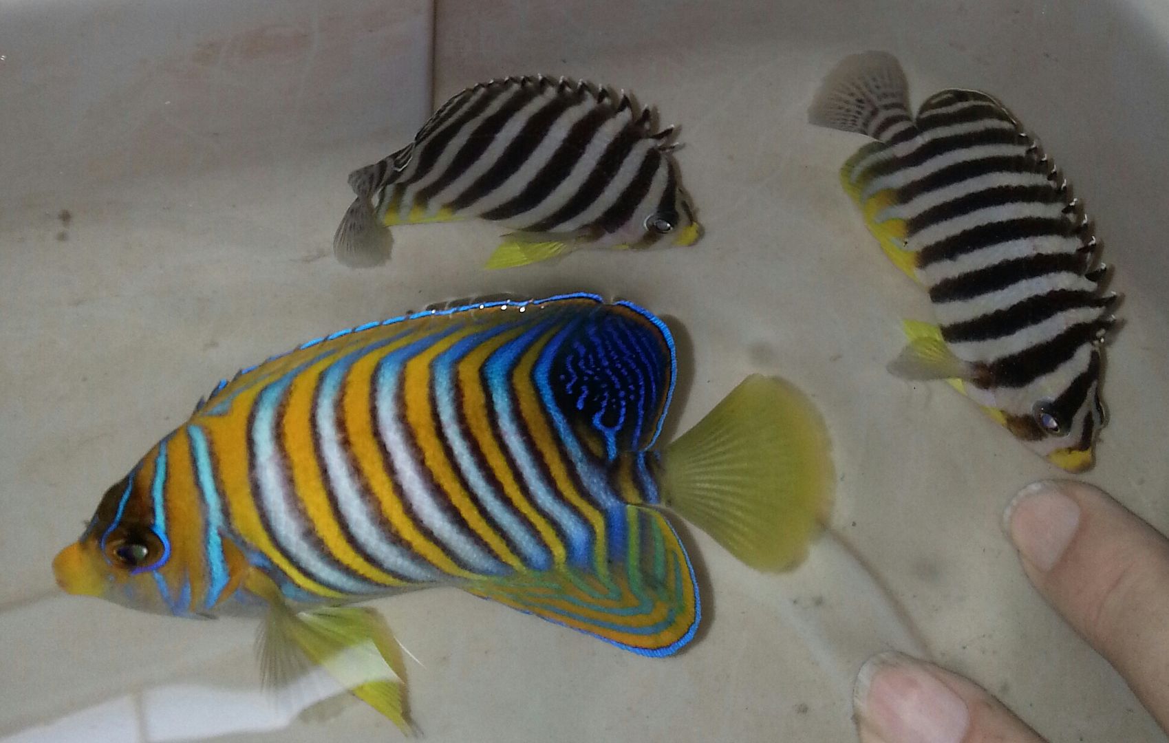 20141114 104714 1 zpskaa3jqvr - What!!?? Another Super Sale @ Trop!!!11/14 This weekend only!