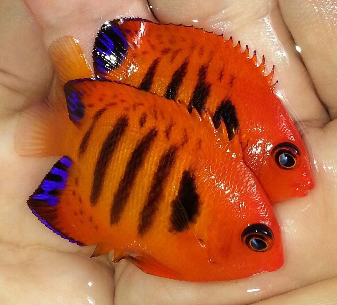 20141114 111433 1 zps2a4aqnuy - What!!?? Another Super Sale @ Trop!!!11/14 This weekend only!