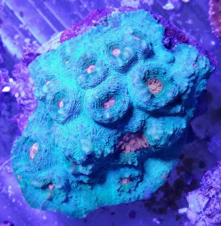 4oxE zDlUVR6 2ddAK3apChz7PLDUjb2K 7DjevnKg0 zps5wvo0uxy - Killer Corals From Tropicorium!5/15