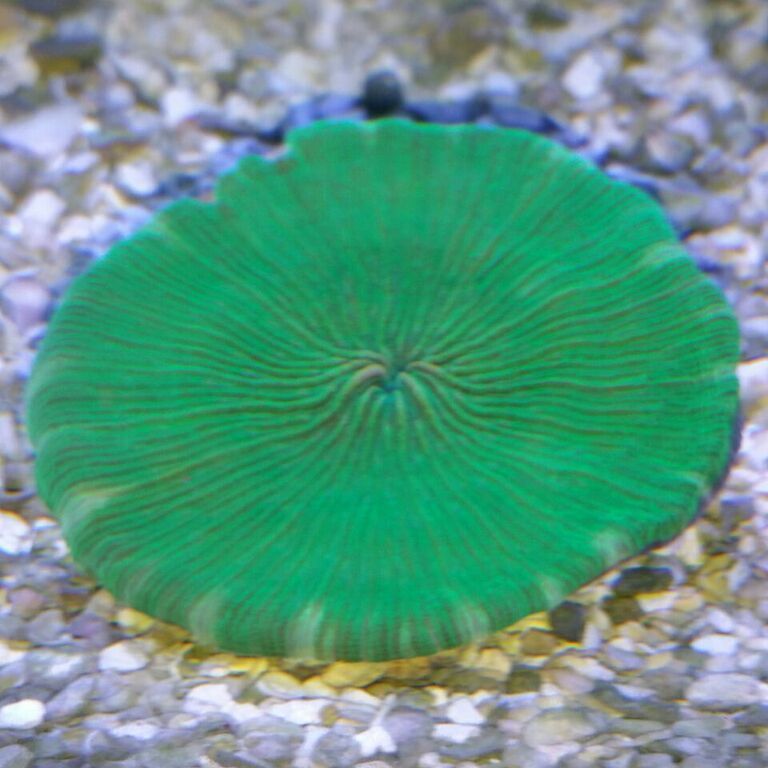 4uGZfoFlnhIDmFumhy6vyMkn7U1hFY68flLQhlrpH2E zpsvsynzu6v - Killer Corals From Tropicorium!5/15