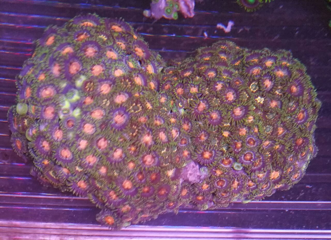 4zKd8DtHUvJI5Z4WgbbfRlzotifejX1 hTL2a8J1 qs zps2jp2bcuw - Christmas Colors For Your Reef! 200 New Zoa Colonies + More!!!