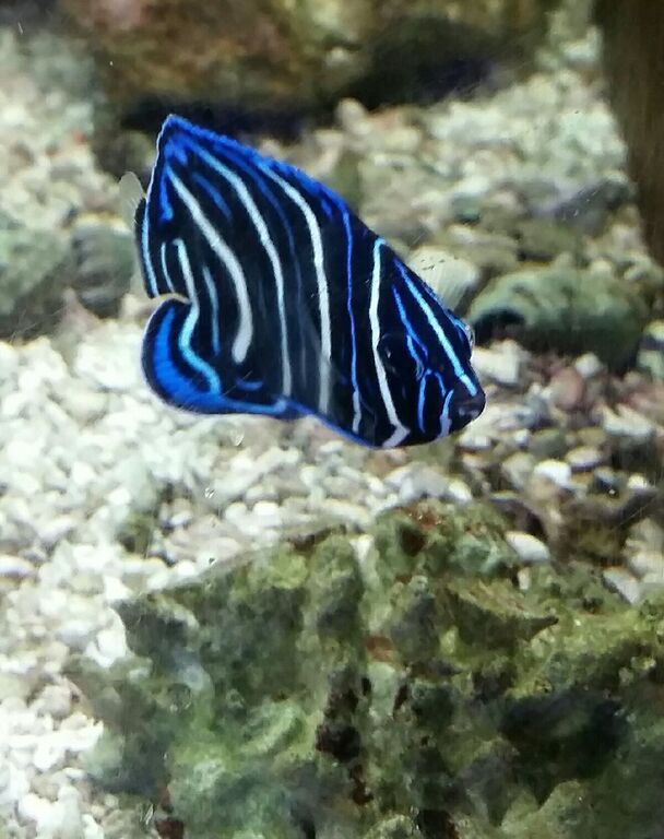 67F8WmGoi7haAONMNuWnlIaYufZd7MF 0 ws pweHsk zpsdcaiiy5x - Excellent Tanked Fish & Corals For You! Only From Trop!10/23