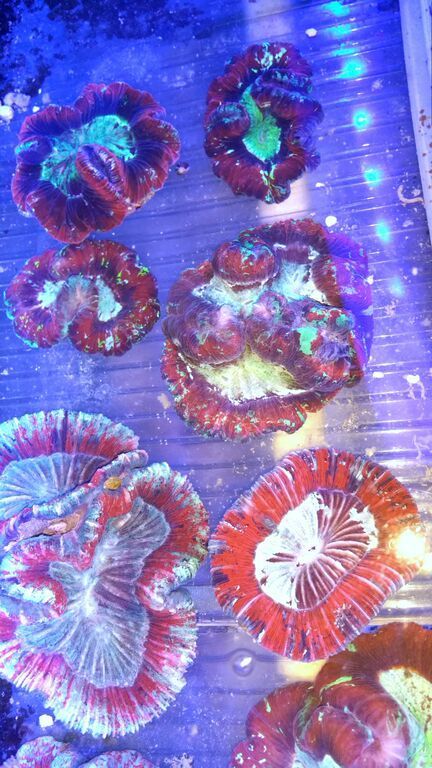 6TdD7Ell3PMT97wmKfU2TU4jJvBNJMbOp4hUpGCq8IE zpsdjvf4nmt - Killer Corals Cheap/ $14.99 Cleaner Shrimp! Pics/Prices!