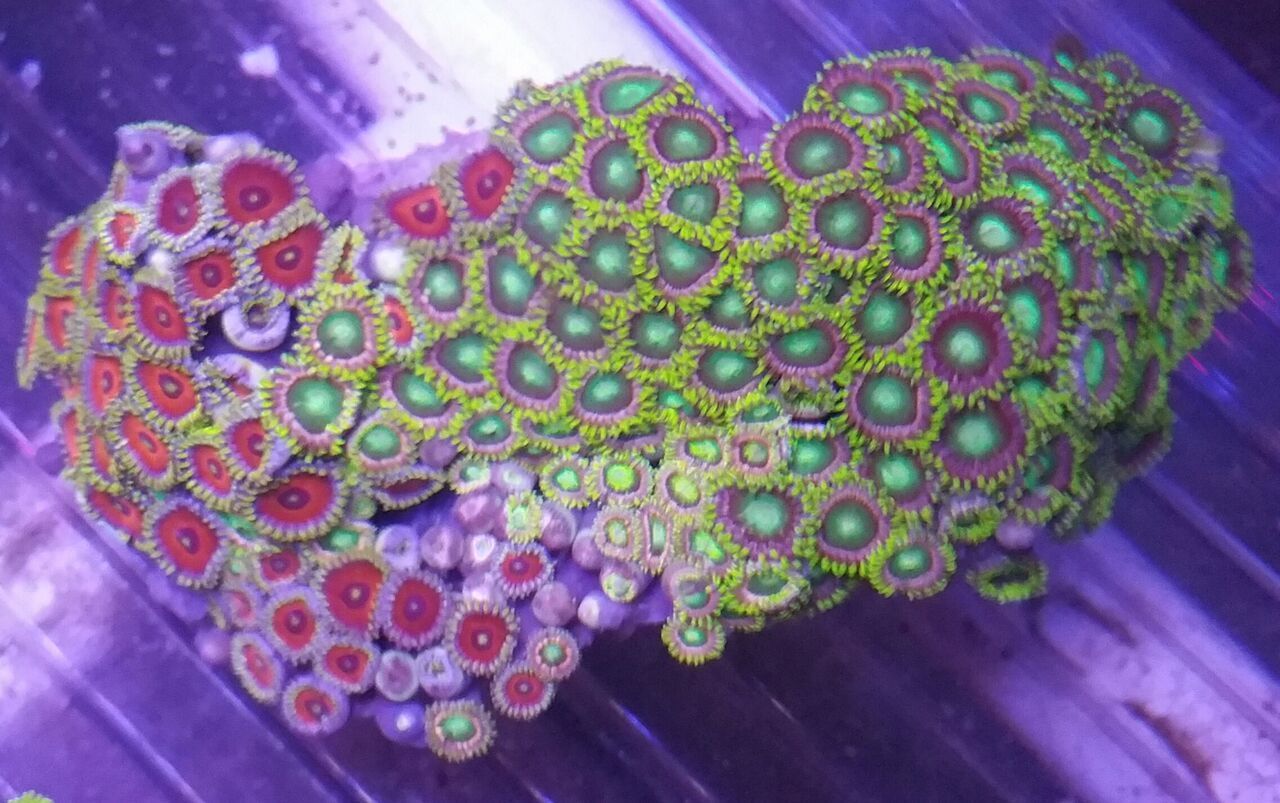 7G9YvFlBVhIxhelMnQ8Gn 2TvM bljGNLKWp6ge72Ag zpsbqbff59f - Christmas Colors For Your Reef! 200 New Zoa Colonies + More!!!