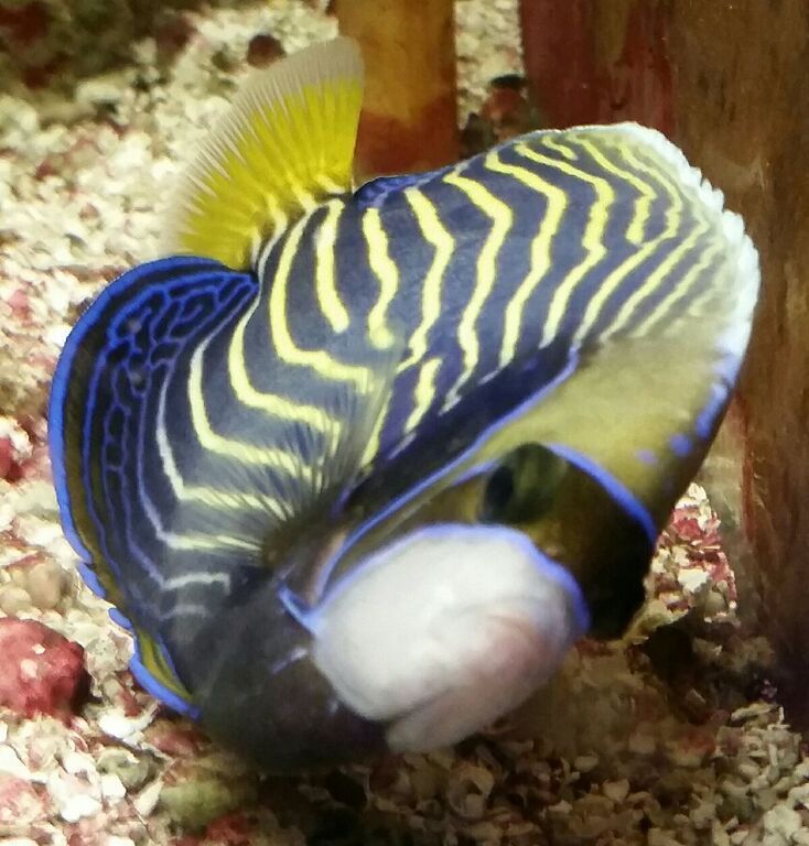 7UY ySpeOaSfuQTl3MR2Ah65szXkC0zS5CI ZQHpJq4 zpsnsykithj - Excellent Tanked Fish & Corals For You! Only From Trop!10/23