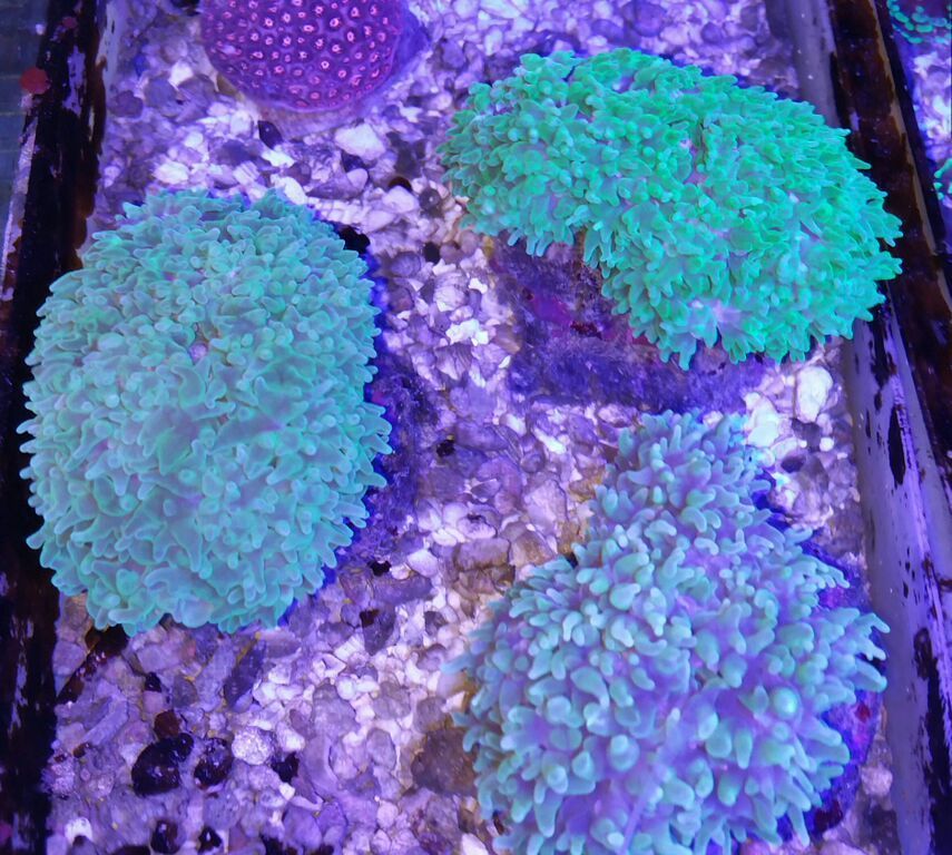 7op6aApAXzROA TW5mDKE V67D1VijFopXR92Y68iQ4 zpslt58d5so - Killer Corals Cheap/ $14.99 Cleaner Shrimp! Pics/Prices!