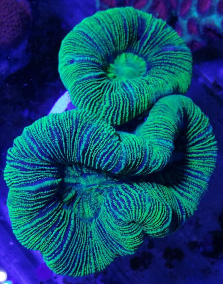 A24K0Ks3N8QxrD EQ9s1hRkwypNTvYoSbhRnMzDnI5A zpsaot4fmg1 - Killer Corals From Tropicorium!5/15