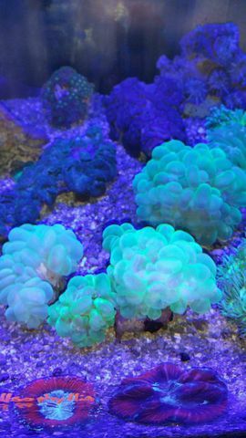 A2VVlQUr2xxNNzD7r0gETJizUKuf6jzyowUMw HaDn0 zps886f0c47 - Huge Hand Selected Coral Shipment!!!1/16