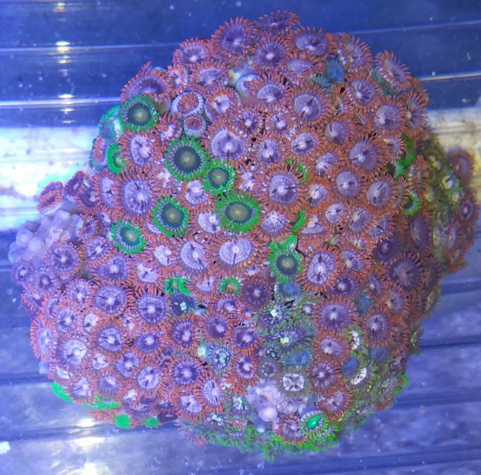 A5c9sY9 8inbutsgNSwNj14nCL8mQrqd6eI8XP3TKoc zpsso73vc2d - Christmas Colors For Your Reef! 200 New Zoa Colonies + More!!!