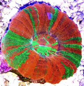 AhkpxUia7kuivpCx2jB78AoYPj6 F20DaavJalMmoRU zpsk2lsnlr0 - Colorful Coral Pics W/Prices! Only From Tropicorium!
