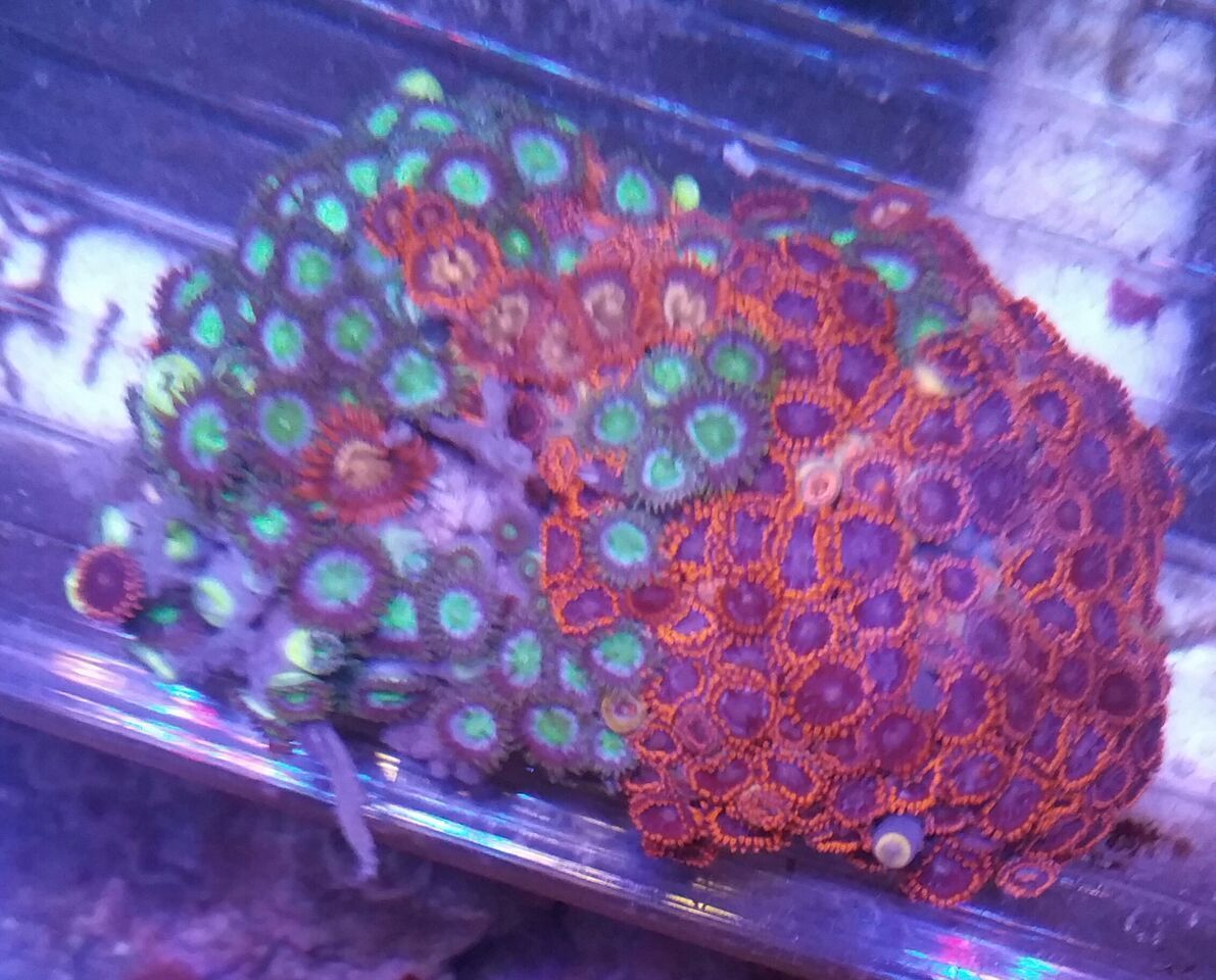 BQQ4iiRroyGudJ4U6aHJN1yCcECFb KgcXh2C1XJkoA zpspyaeoto4 - Christmas Colors For Your Reef! 200 New Zoa Colonies + More!!!