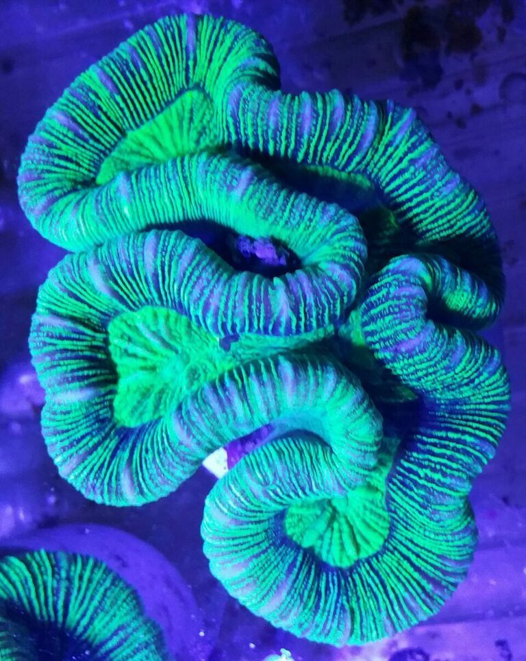 DoVu3shdILo2BDewwOYev LvRw4xJY2Zr3KzdEy zcg zpsxvlnvbme - Killer Corals From Tropicorium!5/15