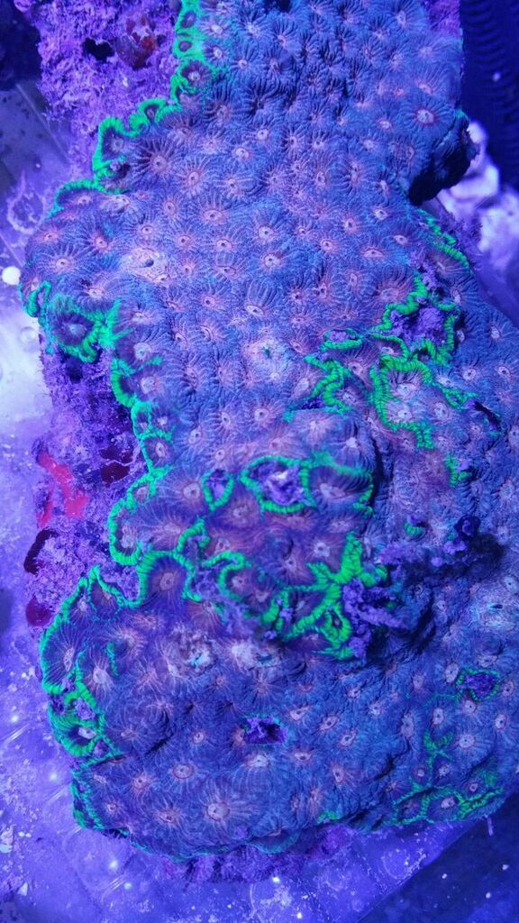 EFni61hmvjBtVhsb Xn2WxK0VNiqfaeRY355Vt4xPCk zpsfnwjlu9b - Killer Corals From Tropicorium!5/15
