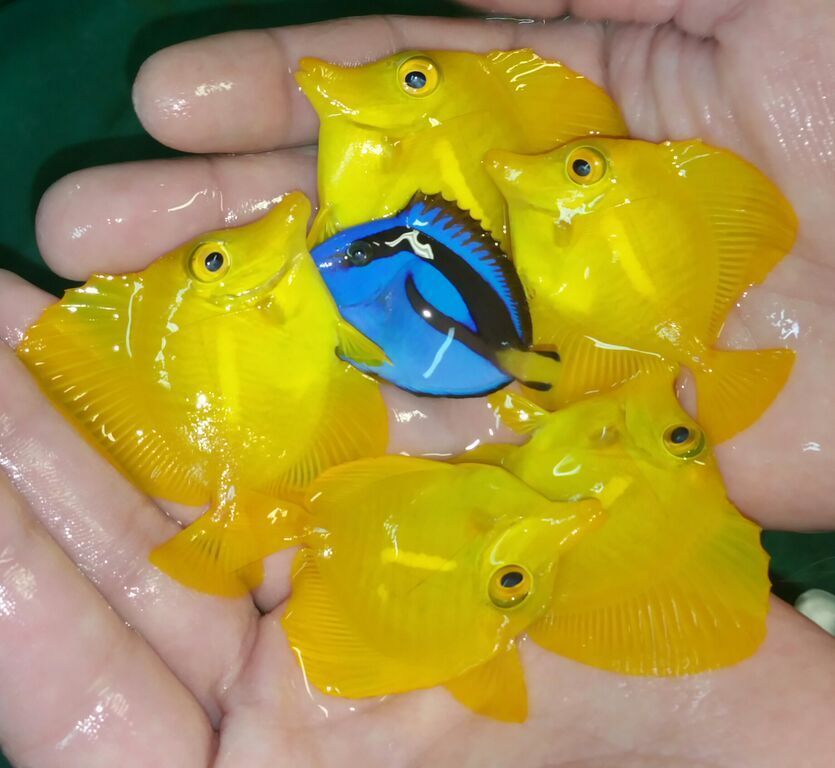 Best Prices, Best Fish, Best Pics!! Only @ Tropicorium! FDgL2CLPz Fw95yXYFYWWYTe N3xu7Tz6mdvZR9ZVzo zps9rfdwdhm - Best Prices, Best Fish, Best Pics!! Only @ Tropicorium!