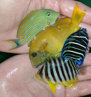 GsHCuXV2EYRCKkmyyNRsunE3NlBgk4dfEiOh1yvRRqc zps2sfyjs2a - Awesome Fish Pics!!! Killer Prices!! Come and get'em!